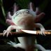 axolotl_with_a_knife (@200Geekygirl) Twitter profile photo