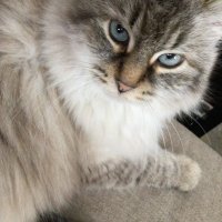 Olive&Greta&Cory (@cory20191) 's Twitter Profile Photo Olive&Greta&Cory (@cory20191) 's Twitter Profile Photo