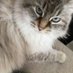 Olive&Greta&Cory (@cory20191) Twitter profile photo Olive&Greta&Cory (@cory20191) Twitter profile photo