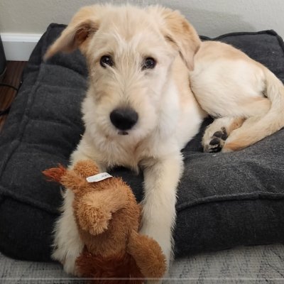 dremusi's profile picture. osu! mapper and ctb player (top 100 US), singer, Rammus lover, artist, web developer and Italian enthusiast.