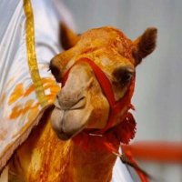 راعي الكحيله (@6m_md9) 's Twitter Profile