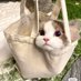 Kucing Betina (@kucinggagaldiet) Twitter profile photo Kucing Betina (@kucinggagaldiet) Twitter profile photo
