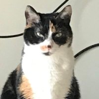 Calico (@softpaws52) 's Twitter Profile