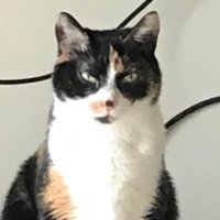 Calico(@softpaws52) 's Twitter Profile Photo