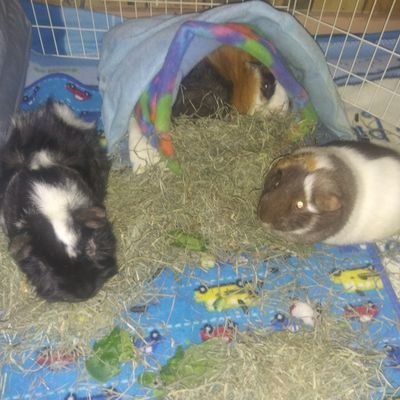 I'm a guinea pig mom a long with my 2 sons. happily married for 19yrs. just wanna show off my piggies on here mostly