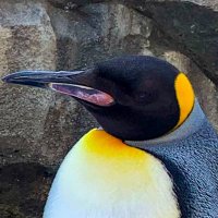 むすびまる (@malt_tlam) Twitter profile photo