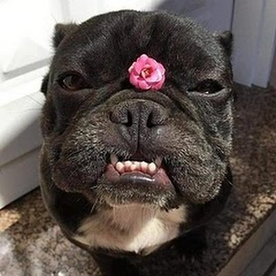 iamphucpham's profile picture.