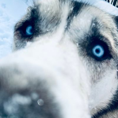 Hello. I’m a Siberian Husky/Alaskan Malamute living my best life with my humans Vaia & Dave. My name means Wolf in Hebrew.