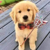 festyn sigma37 (@sigmafestynnn) 's Twitter Profile