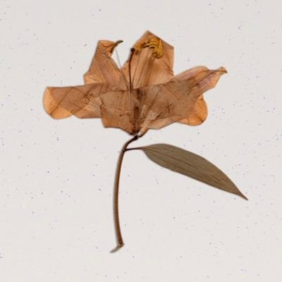 powershotomate's profile picture. copilotで遊んでます
