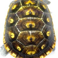 ヒカル@DBTオルナータ (@hikarurdbt) Twitter profile photo