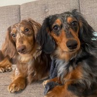 セサミとマロン (@goma_kuri) Twitter profile photo