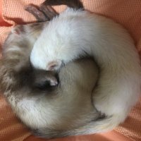 orihika (@orihika024) 's Twitter Profile