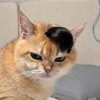 cunty phil kessel (@fkatbhabhi) 's Twitter Profile Photo