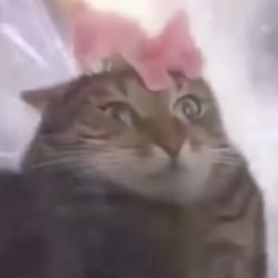 oshibotansiki's profile picture. 