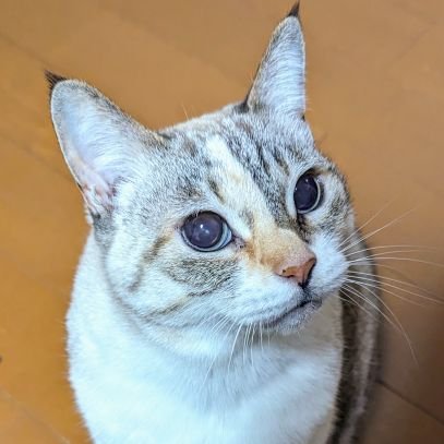 tami_frd's profile picture. ●ンスタをメインにした温泉ソムリエの猫。近況はイ●スタのストーリーズで。／ 
X (旧 Twitter) では、返信や引用ポスト、リポストが中心。／ 
DMあまり見てません。反応がない場合は他の手段をオススメ。／ 
#大塚ファミリー ／ 
#AufgussTeamSteam (Coming Soon...)