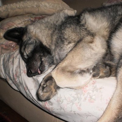 cozyycanine's profile picture. 🐕🌾21 he/him audhd canine creative 🏳️‍⚧️