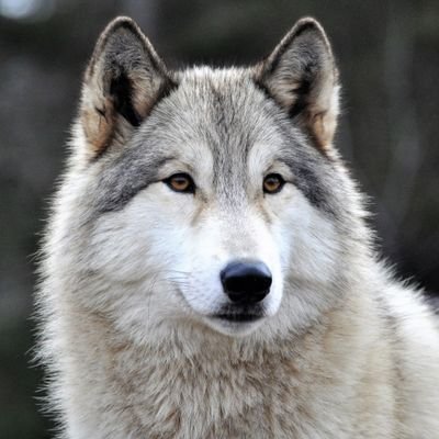 قال صلى الله عليه وسلم
خير ما قلت انا والنبيين من قبلي
لا اله الا الله وحده لا شريك له له الملك وله الحمد يحيي و يميت وهو على كل شيء قدير
