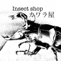 カワラ屋 販売PR用 (@kawarayapr) 's Twitter Profile