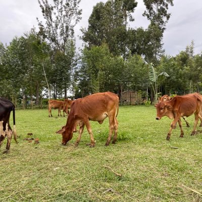 farmer 🐄. Believer🙏 Global citizen🤗