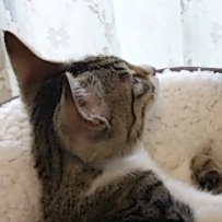 藤花Kさんのプロフィール画像
