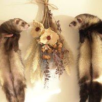 ソイ❍ferret soy (@netherlands0523) 's Twitter Profile Photo