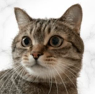 Ruunyan358's profile picture. ❂好きすぎて意味不明を呟きます
　
❃いろいろあって現実逃避気味です
　
✟最高の音楽は「永遠」だと思ってます
　
✯無言フォローごめんなさい