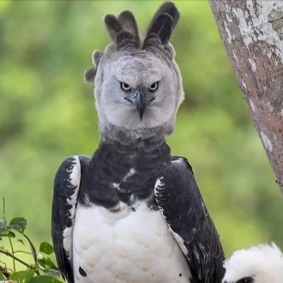 TheCryptoHarpy's profile picture. 3+ plus years in crypto - Bearish on BTC bullish on ALTS