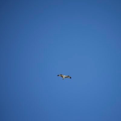 tollee_mdk's profile picture. 