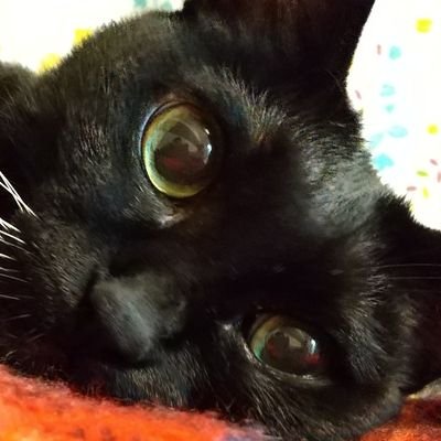 がぶさんのプロフィール画像