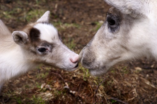 tomio247's profile picture. モンゴルに行きたいです。