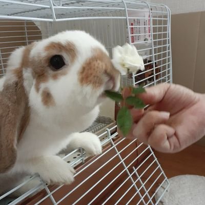 runrunrun2003's profile picture. 東京学芸大学 A類環境教育選修🌍景観生態学ゼミ🌱
／TGUO Vn🎻／Chorus Stellaria Alt.🎶