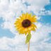florecita azul ✖️ (@antiribia) Twitter profile photo florecita azul ✖️ (@antiribia) Twitter profile photo