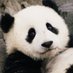 Pandacollector1234 (@CorbinWate69306) Twitter profile photo