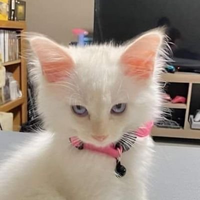 wewy313's profile picture. 害人的狐狸精