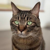 猫Lotus (@lotusnekosuke) Twitter profile photo