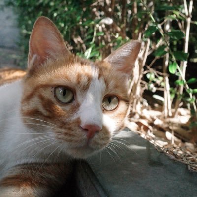 CAT PERSON | FOSS4G | Full stack WebGIS developer | Friend of two cats | こんにちは | 请多指教 | I’m learning English and Jp ,fell free to correct me