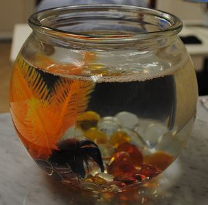 I am the official rockstar of the Orlando @OFA_FL Office. I love fish food, I love when my bowl is clean, but most of all I LOVE OBAMA.