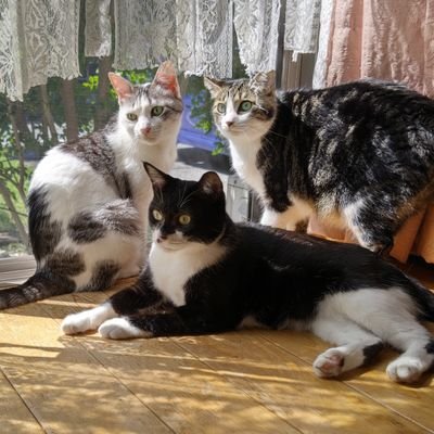 darth_ando's profile picture. スターウォーズと猫が好き　miletも好き(もちろんmiles会員)ライブとかも行きますよ♪　2024年11月11日は特別な日になりました🤣　SWCJとコミコンでの写真や　　
サインは家宝にしてます😊