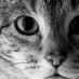 cat_art_museum (@cat_art_museum) Twitter profile photo cat_art_museum (@cat_art_museum) Twitter profile photo