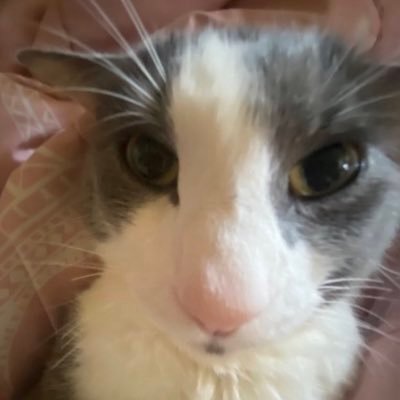 pavloSOGGY's profile picture. lil bit silly | she/it