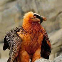 🫅Hamid🇩🇪 (@hamidkenobi) 's Twitter Profile