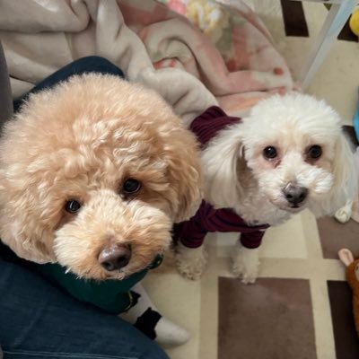 🐶だいふく アプリコット🎂2019.10.26 🏠2020.1.6 〜 おっとり♡マイペース♡6㌔超えのデカプー🐶まめ ホワイトよりのアプリコット🎂2016.12.22🏠2022.6.4（里親）～ やんちゃ♡甘えん坊♡頑張り屋 ★副業 投資 ごめんなさい😑