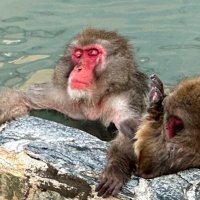 🎌英国仕込みの日本保守党党員🎌 (@tida) 's Twitter Profile