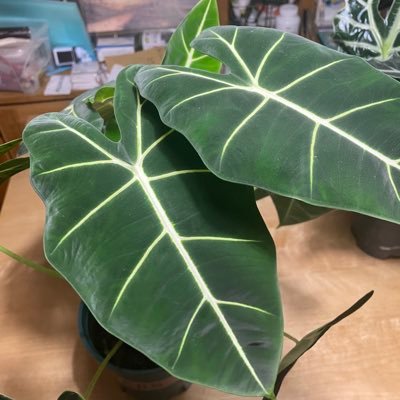 velvet1981's profile picture. 亲爱的velvet，我亲爱的自己。吃起东西没够，心肠又软又爱拽，不思进取还死要面子。可我还是那么喜欢你！