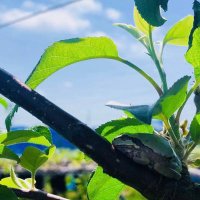 蒼イ鳥 (@aoitori0124burd) 's Twitter Profile