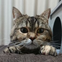 みやびฅ^•ω•^ฅ (@y362918qoukig81) 's Twitter Profile Photo みやびฅ^•ω•^ฅ (@y362918qoukig81) 's Twitter Profile Photo