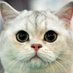 _34bilal34_ (@enon89272232) Twitter profile photo _34bilal34_ (@enon89272232) Twitter profile photo