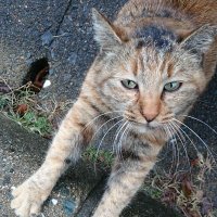野良の猫 (@stray_cat2222) 's Twitter Profile