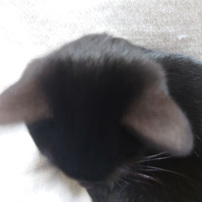 9kNoAJDedLOhbm6's profile picture. とりあえず好きなバンドにはいいねしています！それだけのために登録しました😄よろしく😉👍🎶
追加❢猫に反応しますので勝手に気に入ったらいいね・フォローしてしまいます。癒やされてます。ありがとー